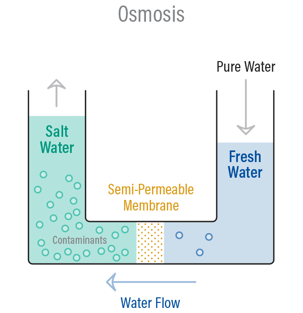A diagram demonstration the process of Osmosis