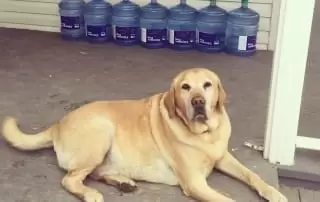 We come across dogs on Home deliveries often, this guy was posing too cute not to share.
